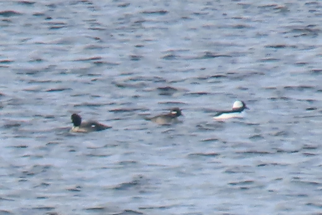 Bufflehead - ML644347377