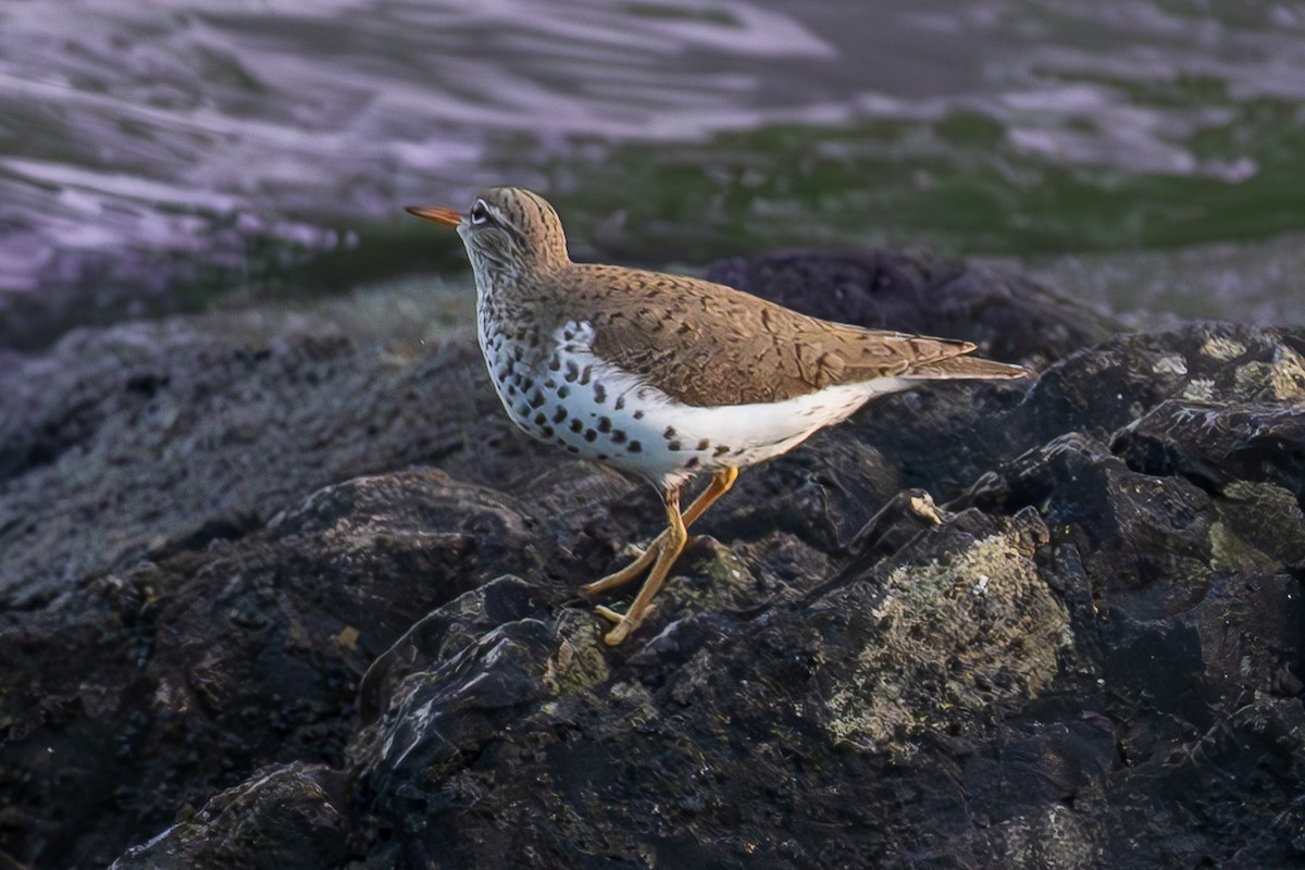 Spotted Sandpiper - ML644347378