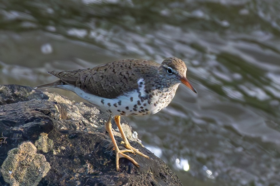 Spotted Sandpiper - ML644347379