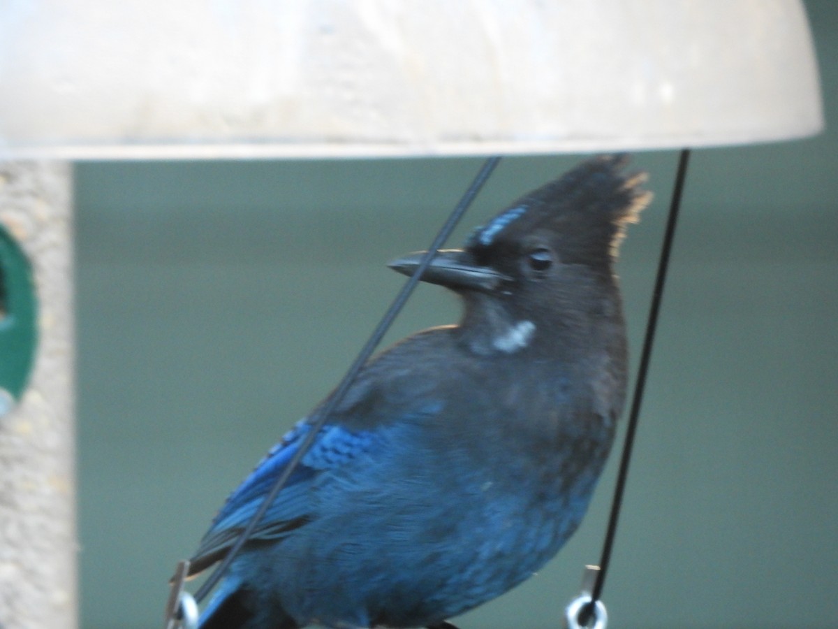 Steller's Jay - ML644347380