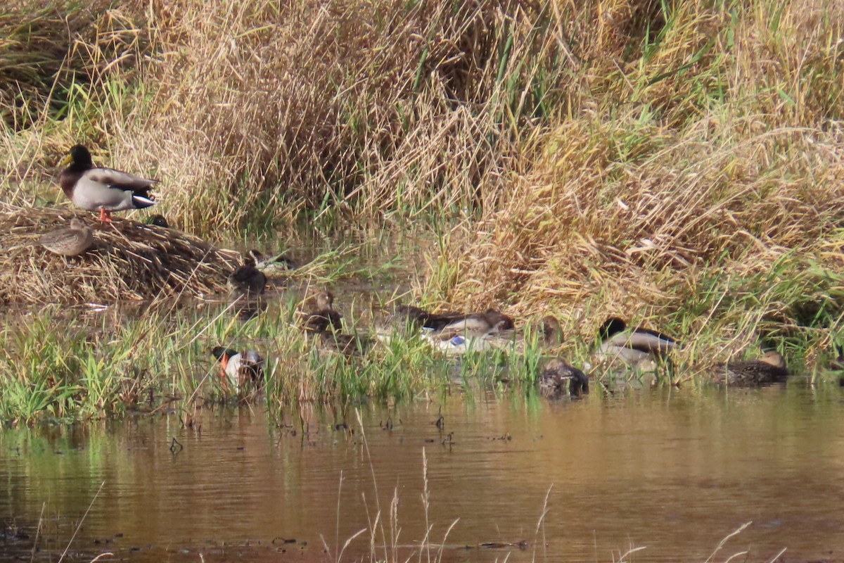 Canard colvert - ML644347384