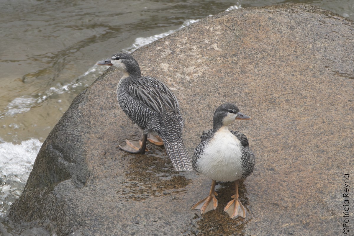 Torrent Duck - ML644347385