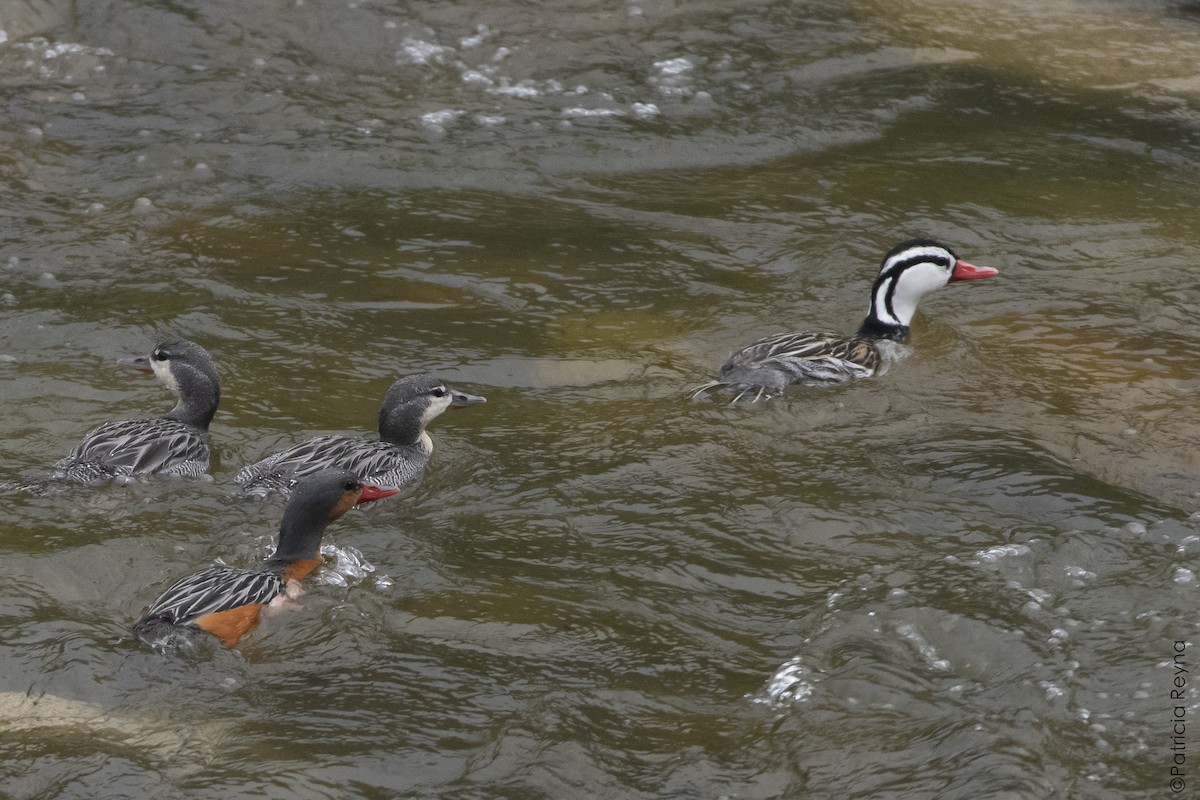 Torrent Duck - ML644347387