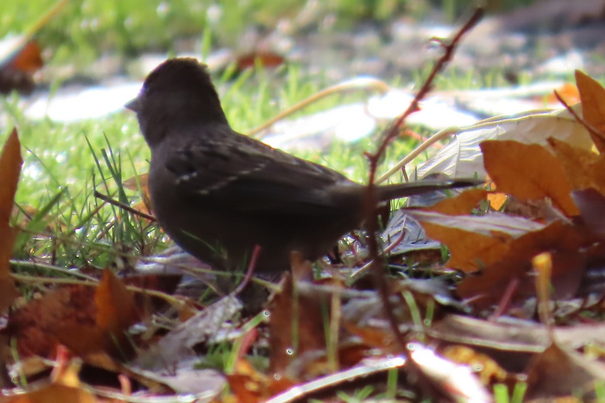 Fox Sparrow - ML644347388