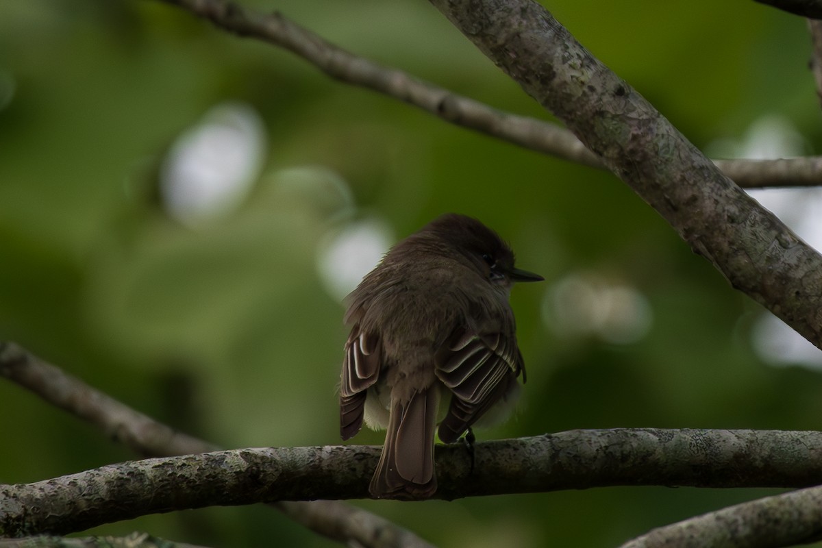Eastern Phoebe - ML644347393