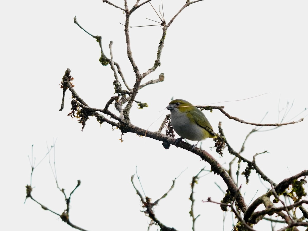 Sarıca Öfonya - ML644347394