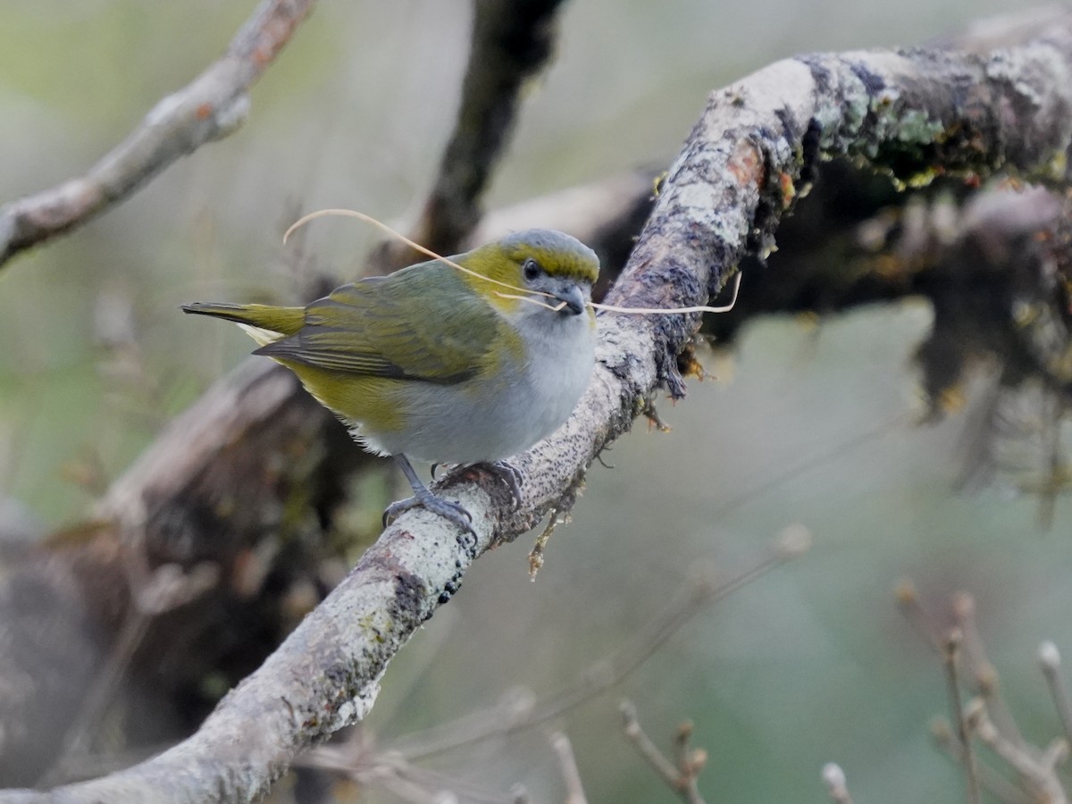 Sarıca Öfonya - ML644347395