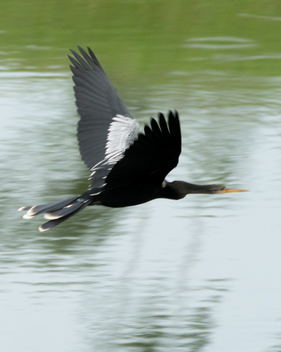 Amerika Yılanboyunu - ML644347398