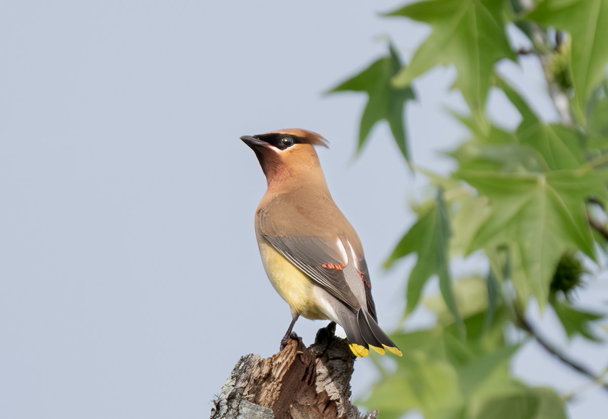 Cedar Waxwing - ML644347400