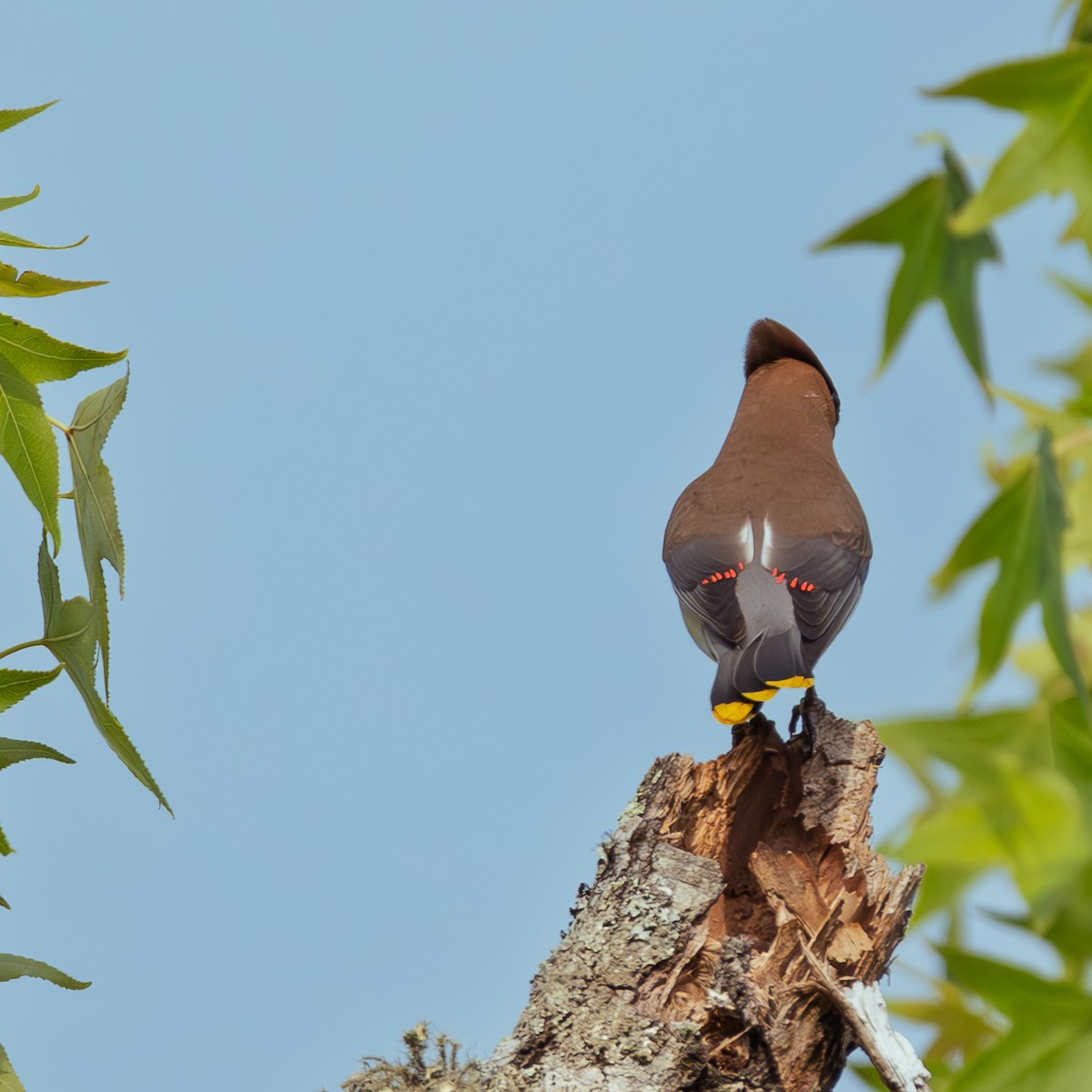 Cedar Waxwing - ML644347401