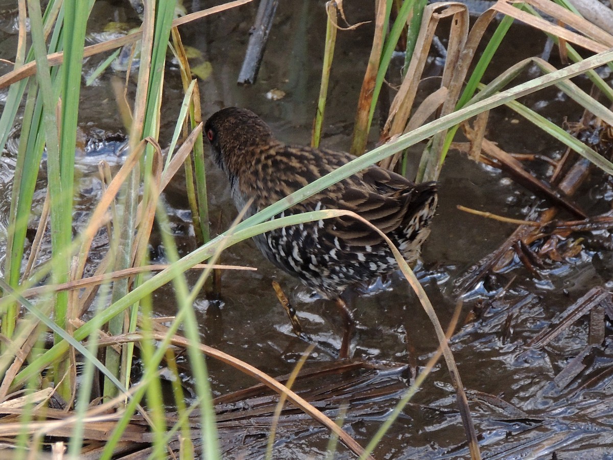 Dot-winged Crake - ML644347403