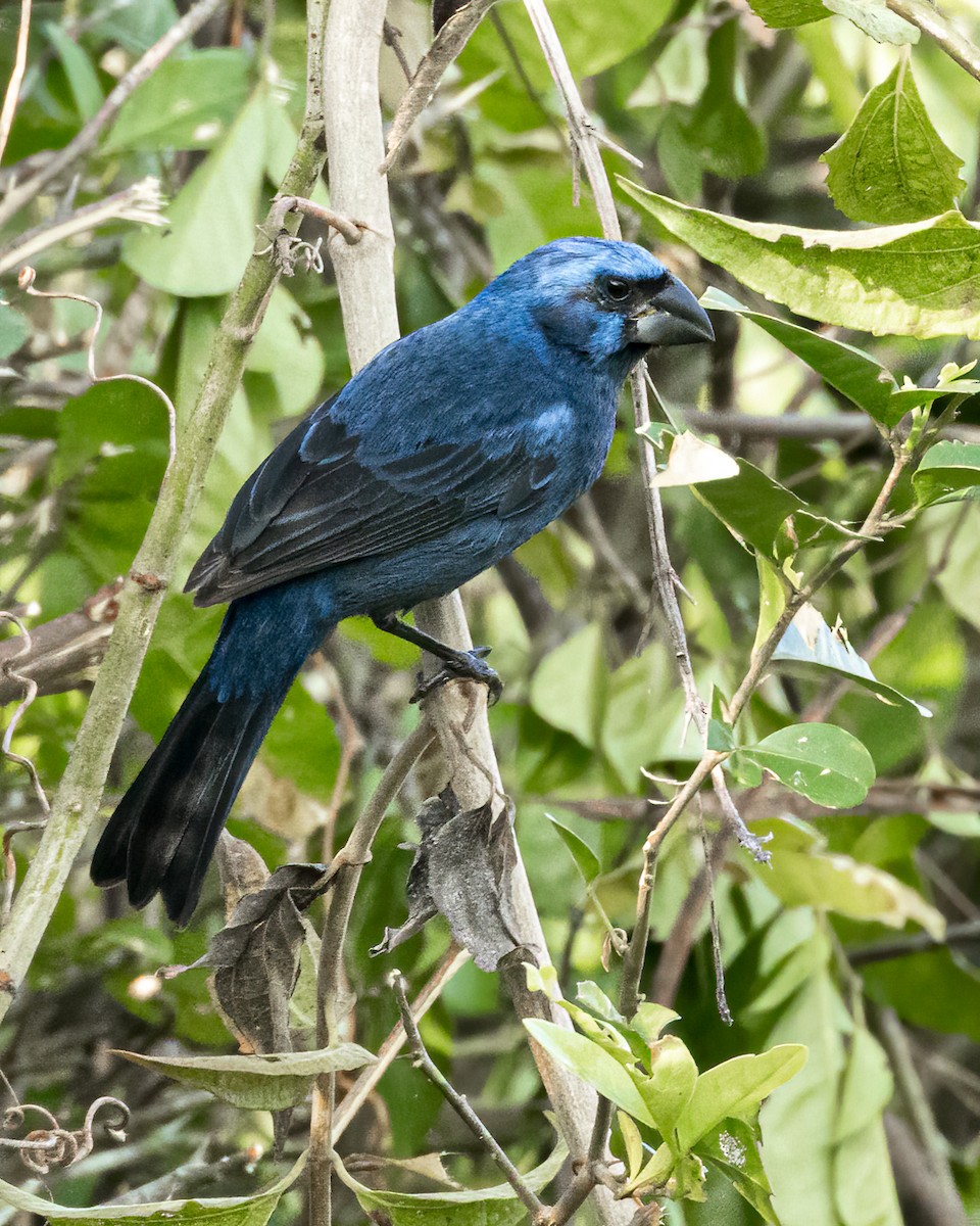 Brezilya Çivit Kocabaşı - ML644347404