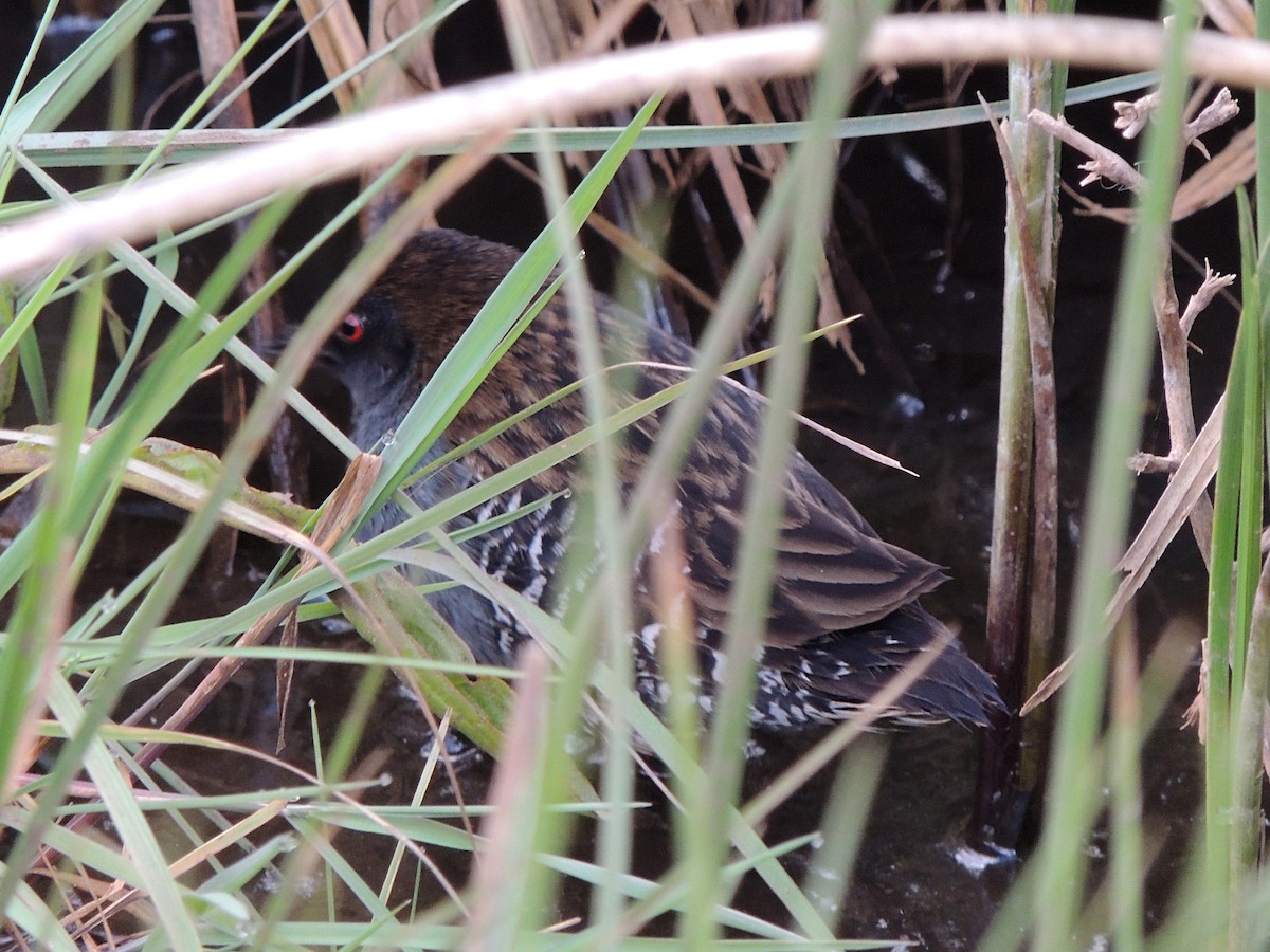 Dot-winged Crake - ML644347405