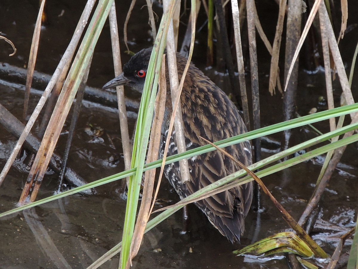 Dot-winged Crake - ML644347406