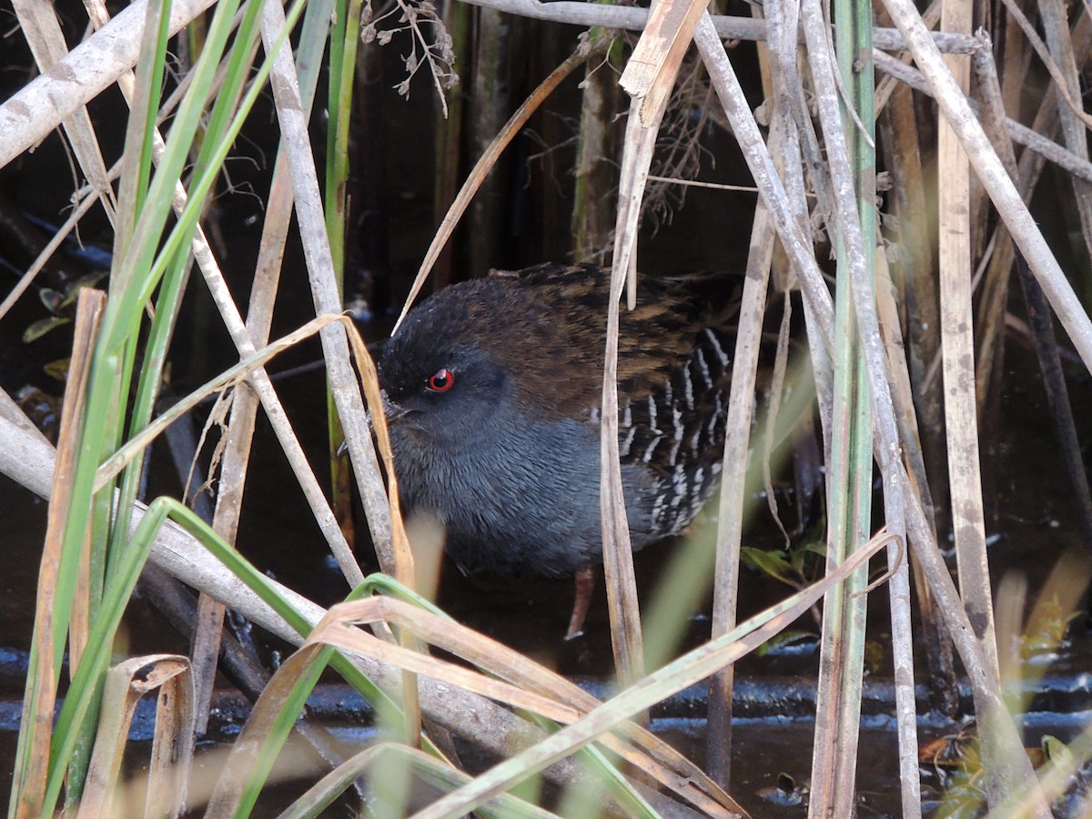 Dot-winged Crake - ML644347407