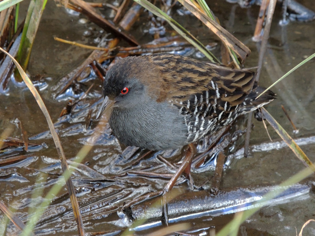 Dot-winged Crake - ML644347409