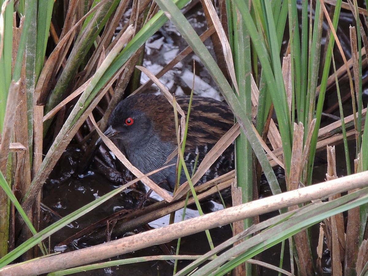 Dot-winged Crake - ML644347410