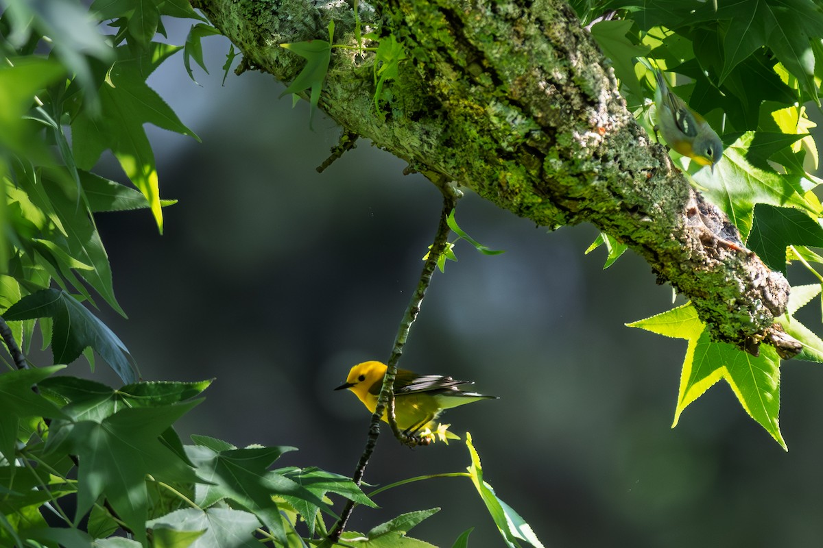 Prothonotary Warbler - ML644347411