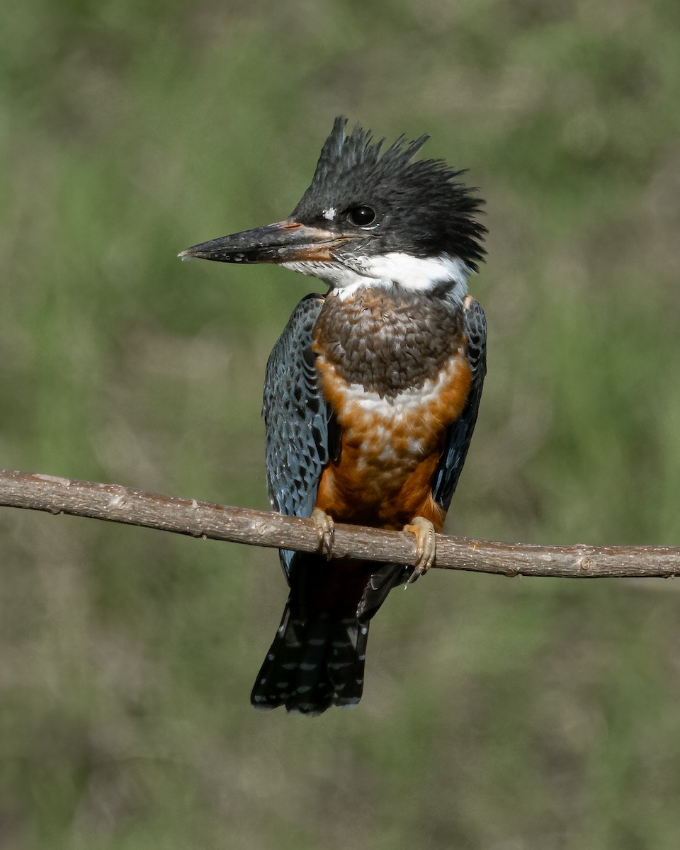 Kolyeli Yalıçapkını - ML644347416