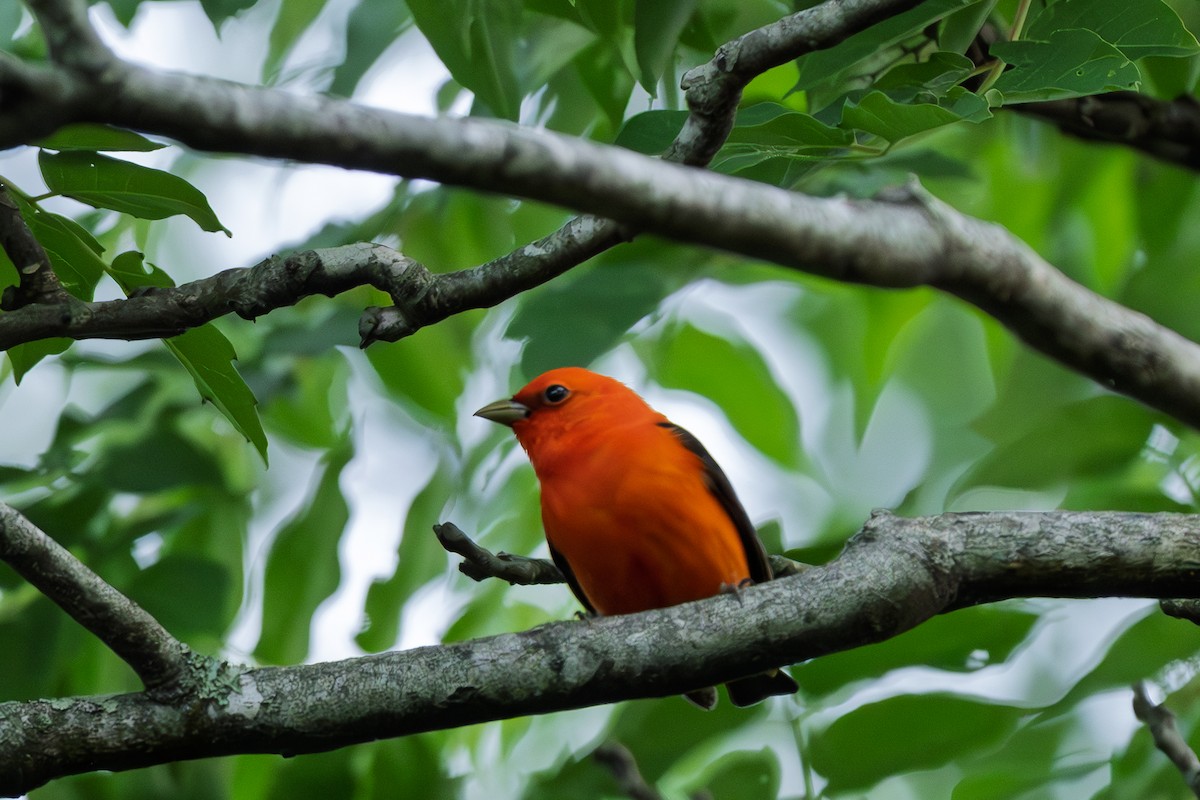 Scarlet Tanager - ML644347417