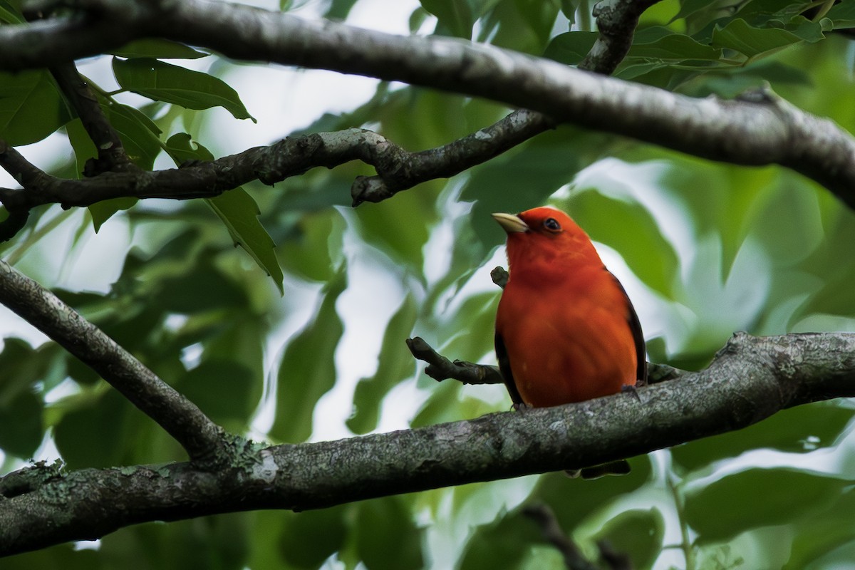Scarlet Tanager - ML644347418
