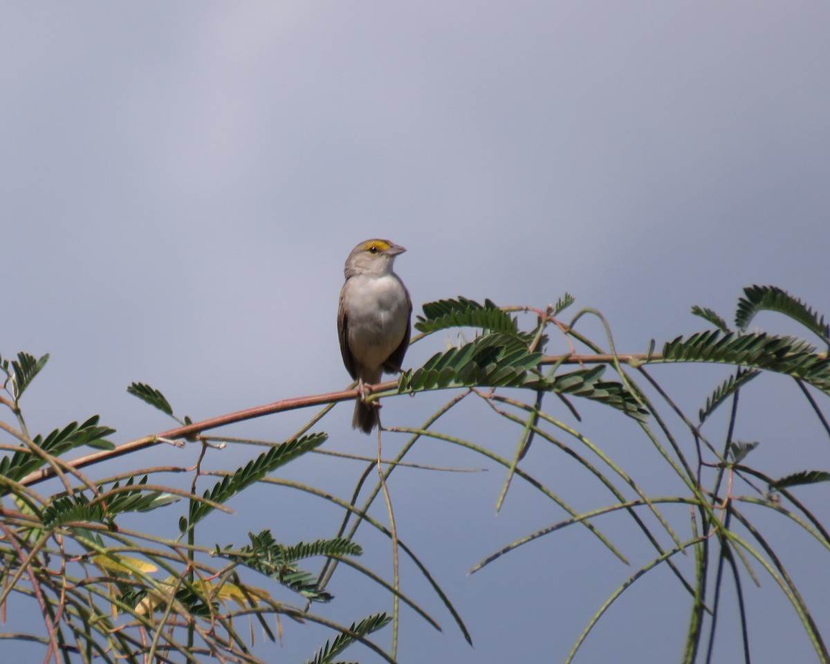Yellow-browed Sparrow - ML644347423