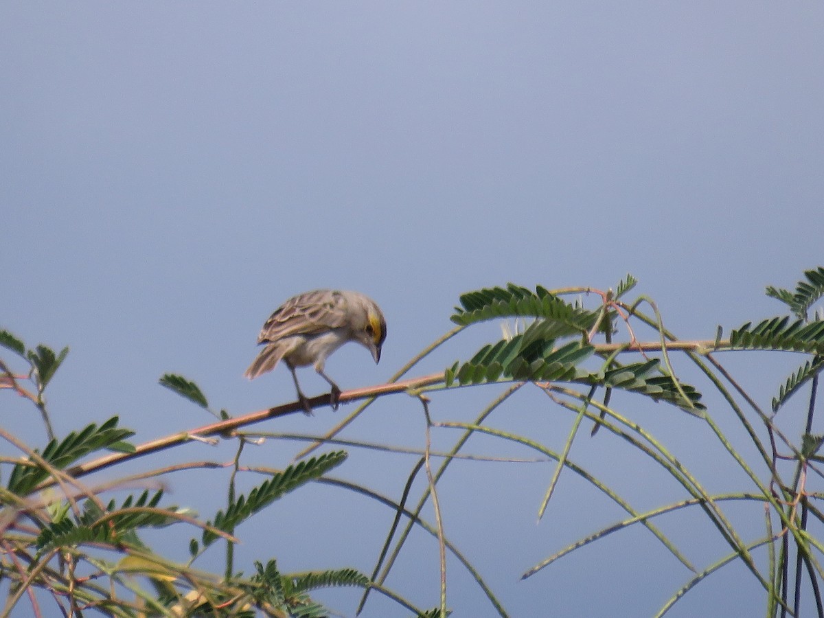 Yellow-browed Sparrow - ML644347424