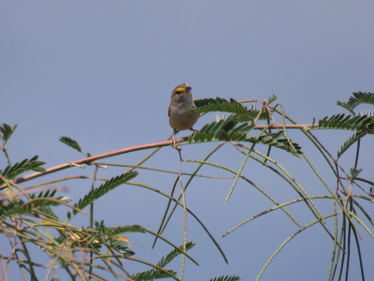 Yellow-browed Sparrow - ML644347425