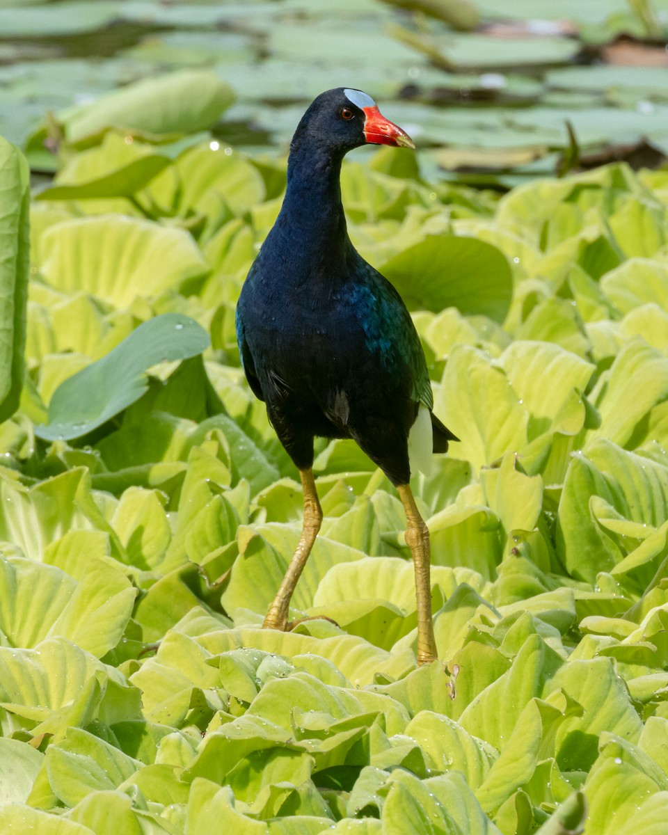 Sarı Bacaklı Sazhorozu - ML644347426