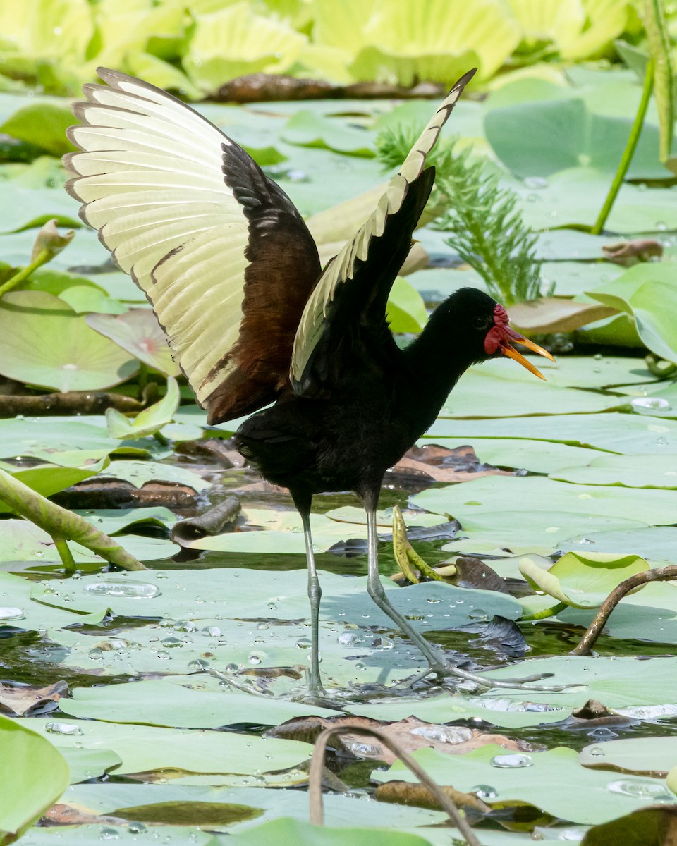 Kırmızı Alınlı Jakana [jacana grubu] - ML644347429