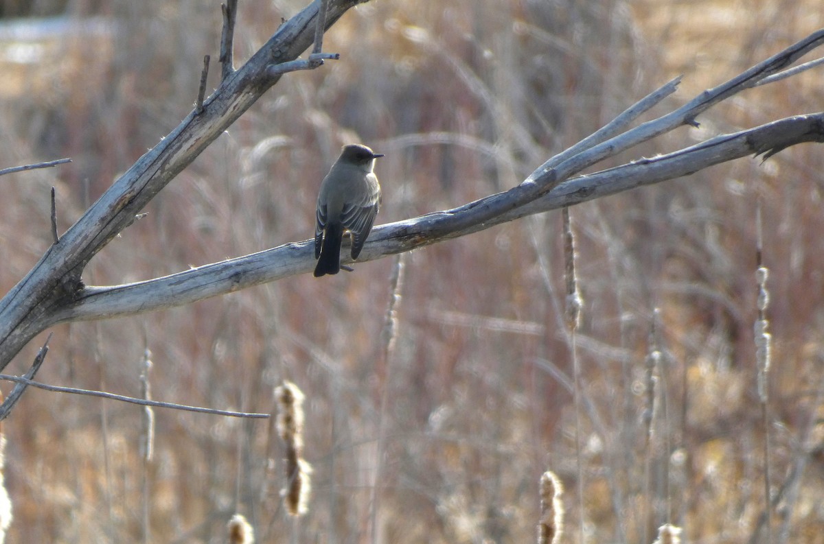 Феб великий - ML644347446