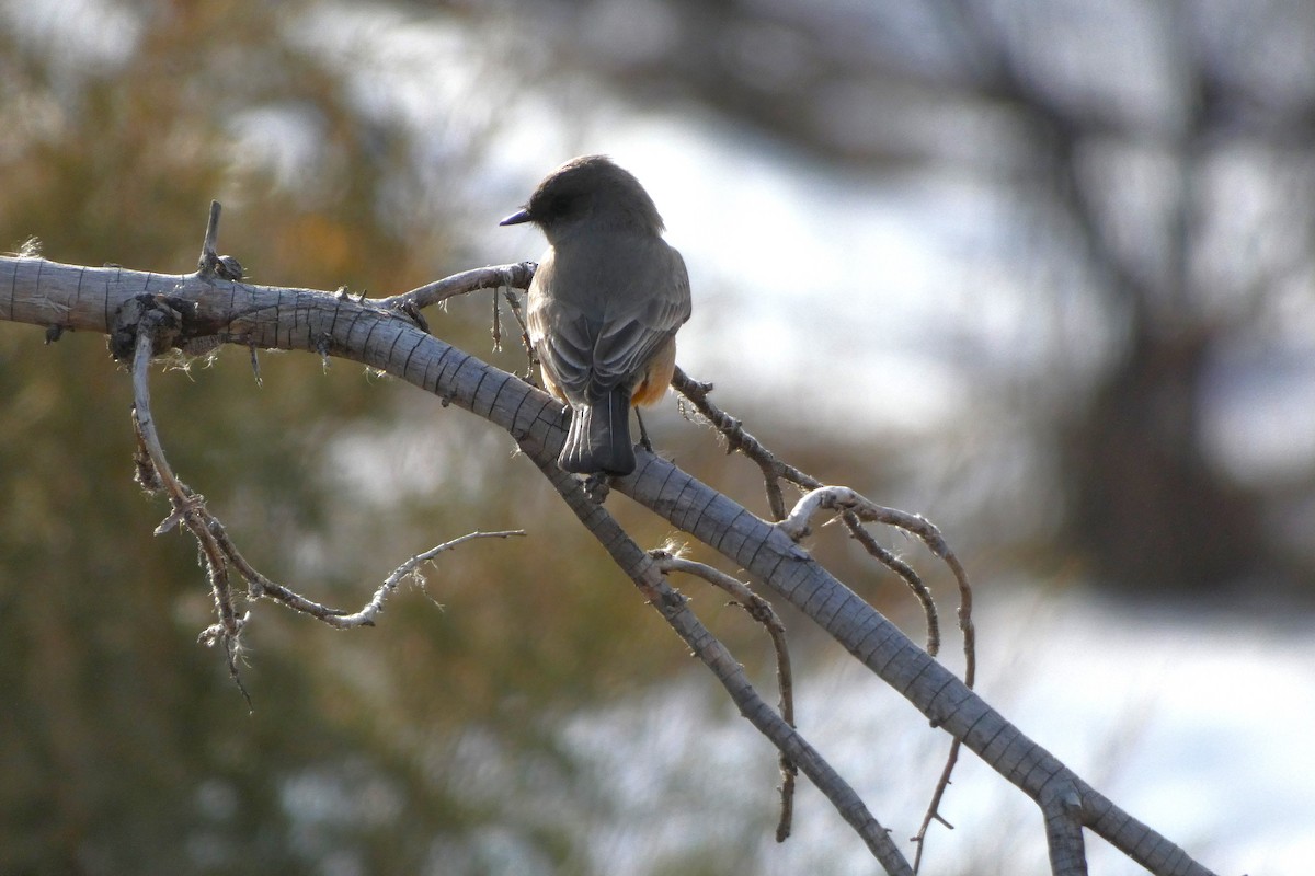 Феб великий - ML644347452