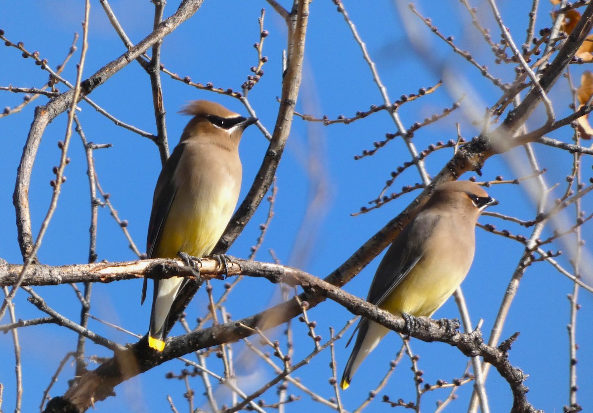 Омелюх американський - ML644347459