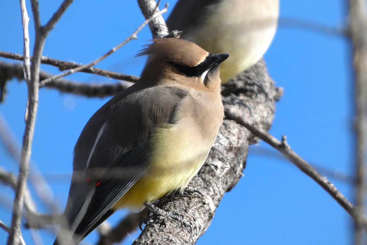 Омелюх американський - ML644347460