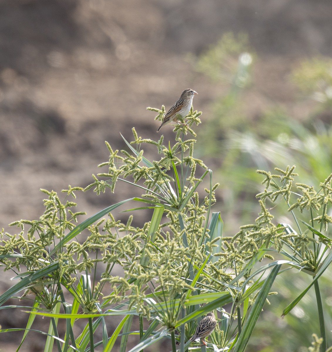 Quelea Común - ML644347465