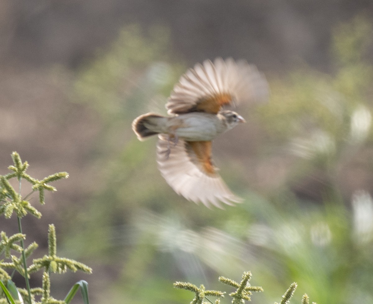 Quelea Común - ML644347466