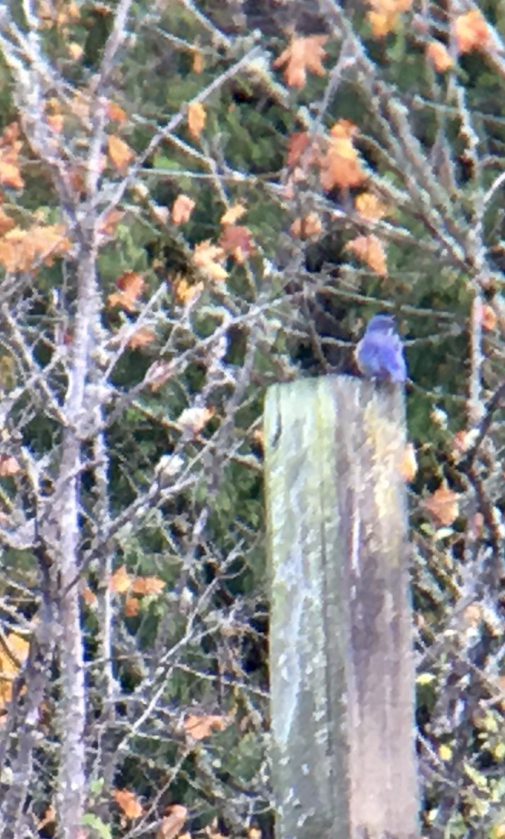 Western Bluebird - ML644347467