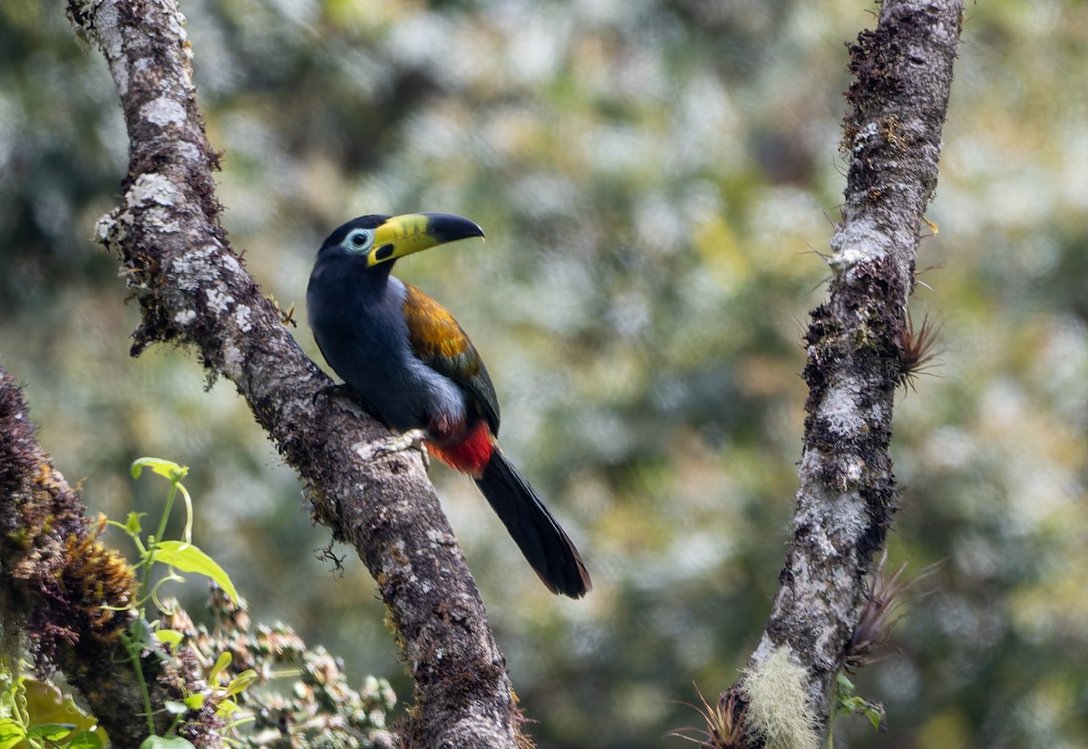 Hooded Mountain-Toucan - ML644347469