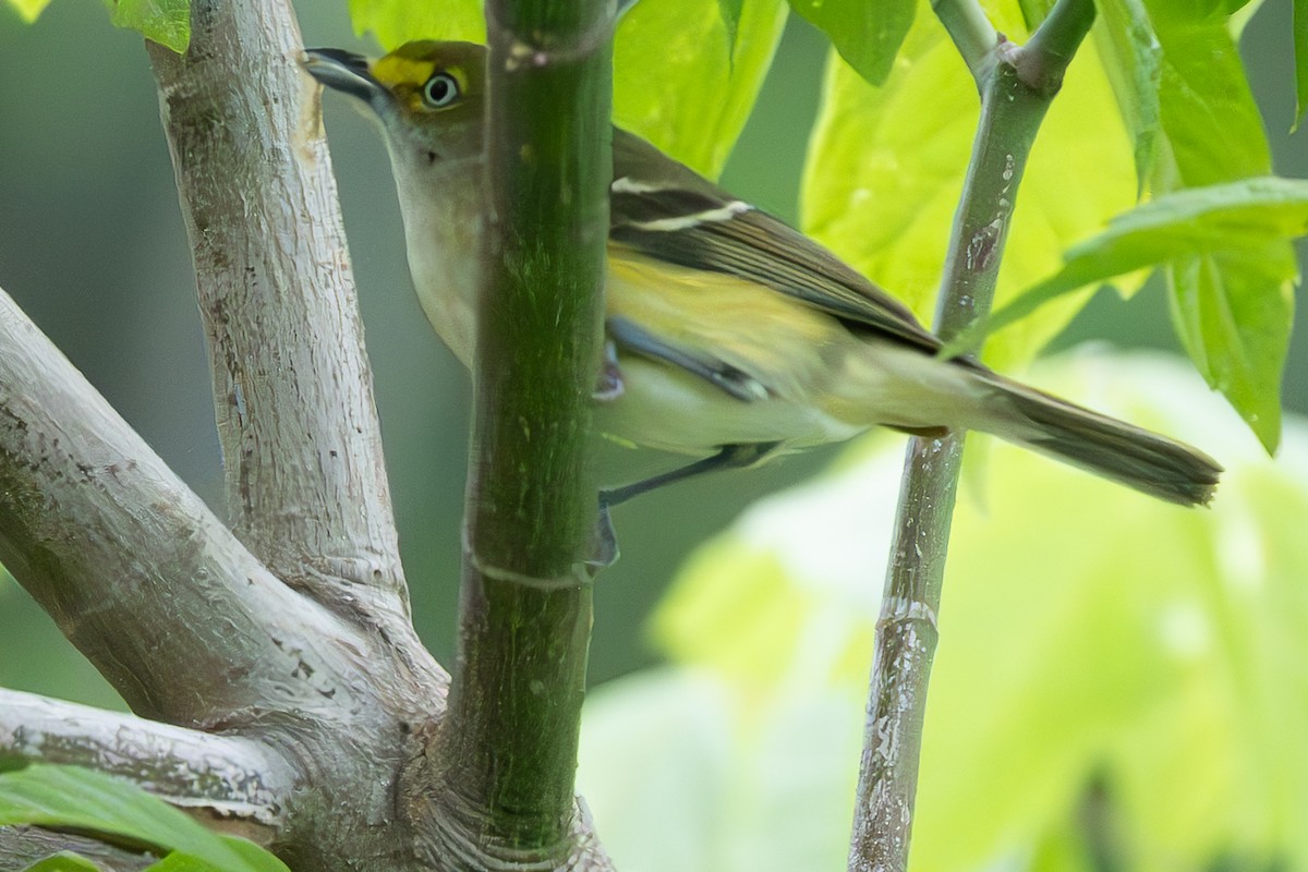 White-eyed Vireo - ML644347475