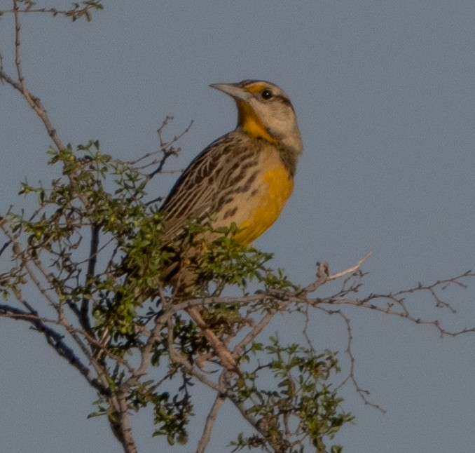 Chihuahuan Meadowlark - ML644347478