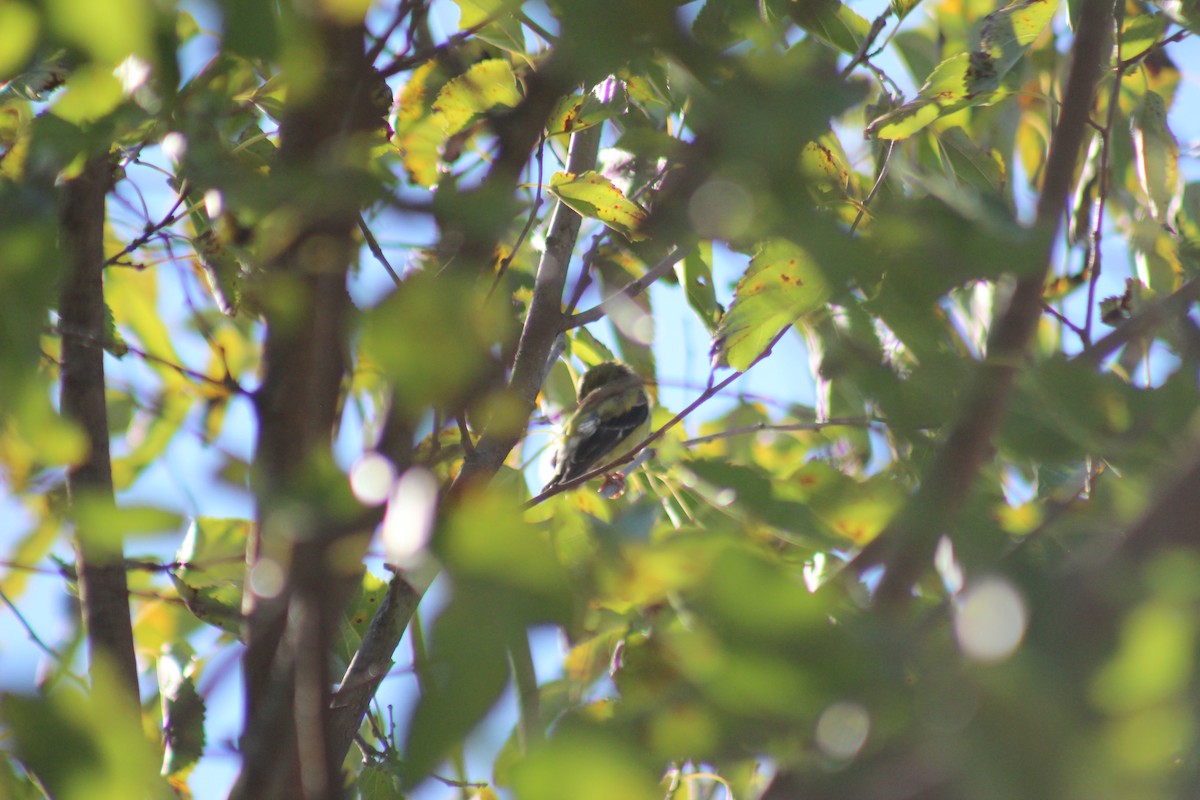 オウゴンヒワ - ML644347479