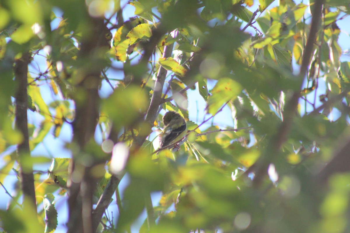 オウゴンヒワ - ML644347480