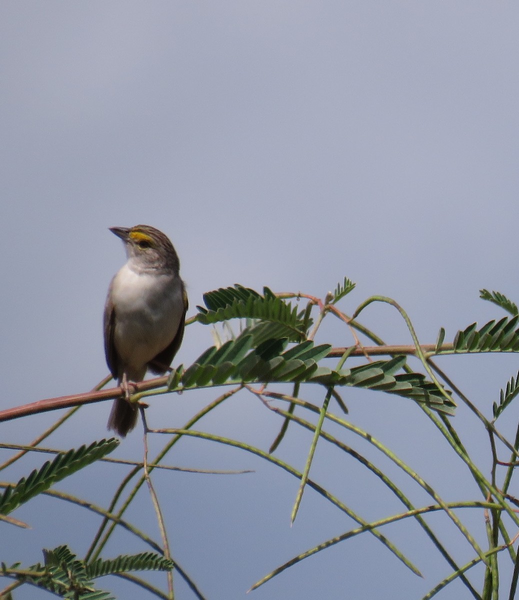 Yellow-browed Sparrow - ML644347481