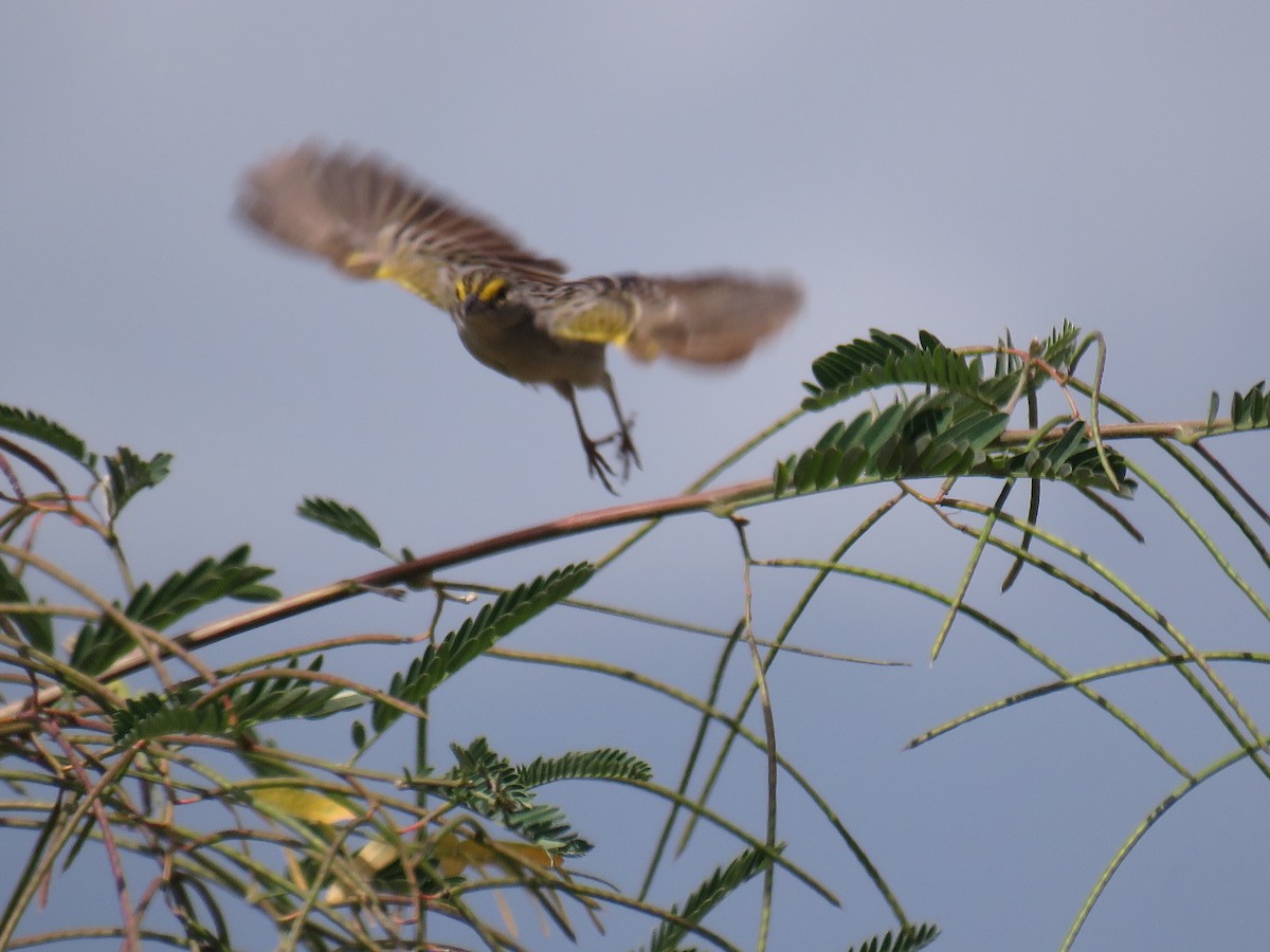 Yellow-browed Sparrow - ML644347482