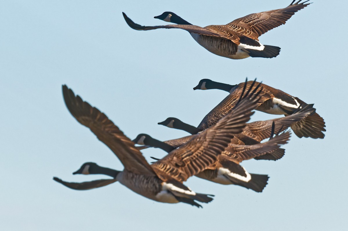 Канад галуу - ML644347483