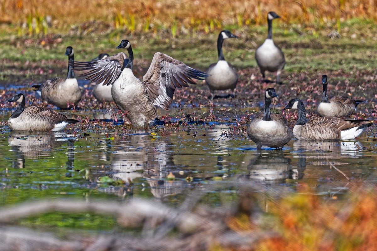 Канад галуу - ML644347484