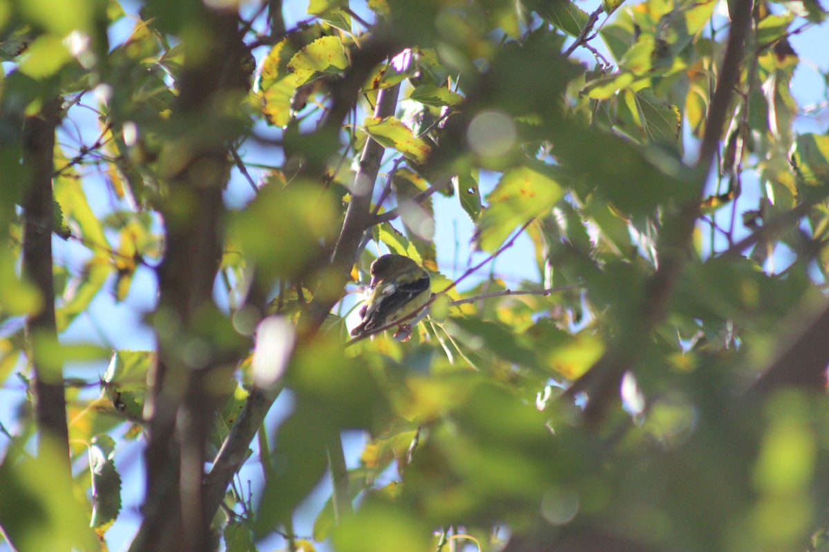 オウゴンヒワ - ML644347486