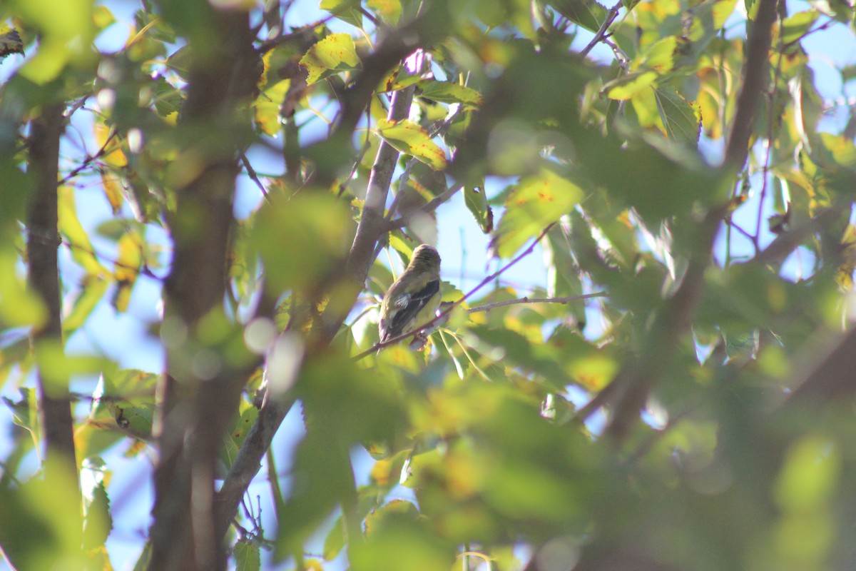 オウゴンヒワ - ML644347487