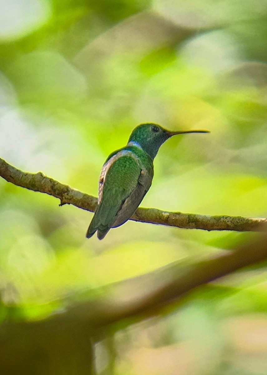 kolibřík mangrovový - ML644347493