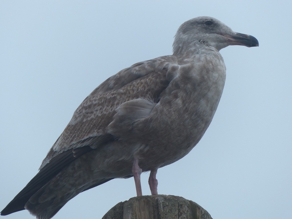 Western Gull - ML644347499